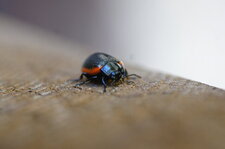 Chrysolina sanguinolenta - sous réserve