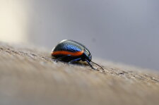 Chrysolina sanguinolenta - sous réserve