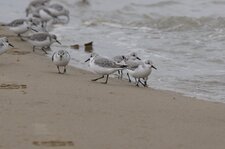 Bécasseau sanderling