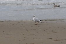Mouette rieuse