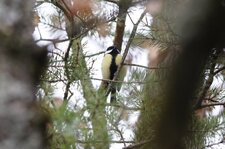 Mésange charbonnière - Parus major