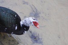 Canard de Barbarie