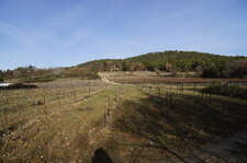 Vignes au repos