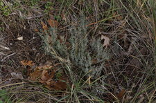 Thym vulgaire