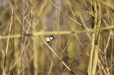 Mésange charbonnière