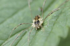 Mitopus morio - sous réserve