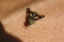 Mouche en tenue de camouflage