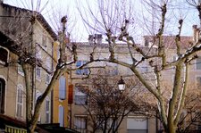 Facétie arboricole