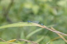 Agrion élégant en train de déféquer