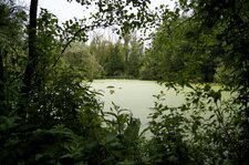 Fenêtre sur le marais
