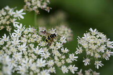 Tenthredo marginella - sous réserve
