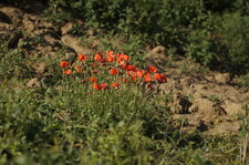 Coquelicot