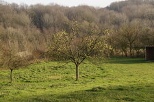 Pommier