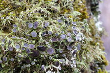 Physcia ascendens - sous réserve