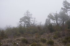 Garrigue dans la brume