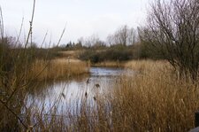 Roselière