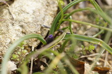 Muscari négligé