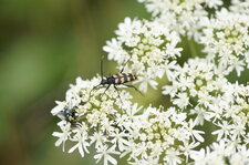 Lepture sp. et lucilie sp.