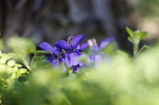 Violette odorante