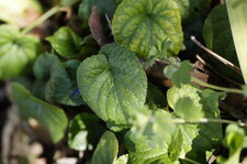 Feuille de violette odorante