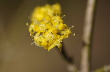 Chimonanthe odorant