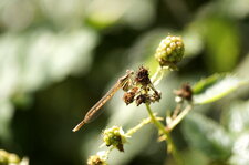 Sympecma fusca - femelle