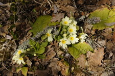 Primevère à grandes fleurs