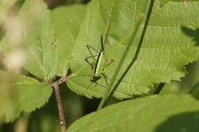 Conocephalus sp. femelle - sous réserve