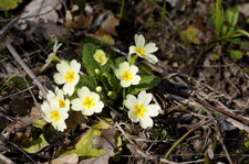 Primevère à grandes fleurs