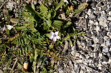 Erodium bec de grue