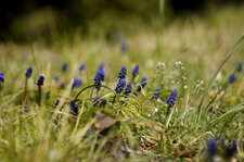 Muscari botryoide