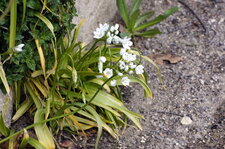 Ail de Naples