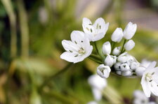 Fleurs d