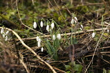 Perce neige