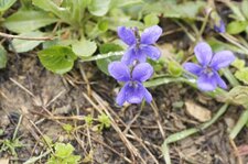 Violette odorante