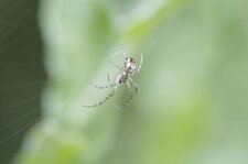 Enoplognatha sp. ?