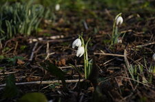 Perce neige