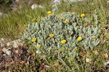 Hertia Cheirifolia