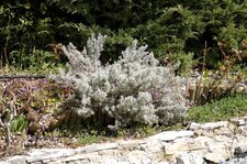 Santoline Petit Cyprès