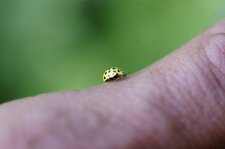 Psyllobora 22-punctata