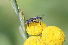 Syritta pipiens - sous réserve