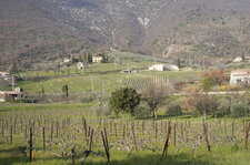 Arboriculture Provençale