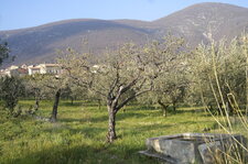 Cognassier