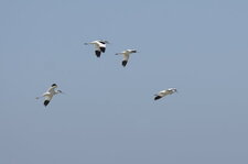 Avocettes élégantes
