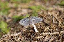 Champignon