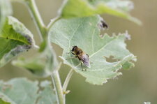Eristale sp.