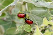 Chrysomèles du peuplier