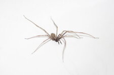 Tégénaria sp.