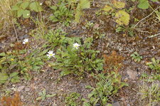Stellaire sp. ???