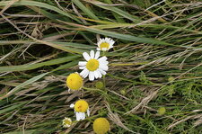 Matricaire maritima ???